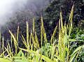 Konkan Muraina Grass
